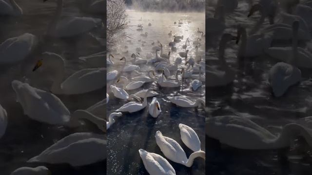 Светлое или Лебединое озеро, Алтайский край #алтай #лебединоеозеро #лебеди #swan #travel