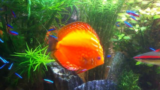 אקווריום צמחיה כולל דגי דיסקוס ללא כל תוספות למים aqua-garden אקווה גן 97289763785 смотреть онлайн