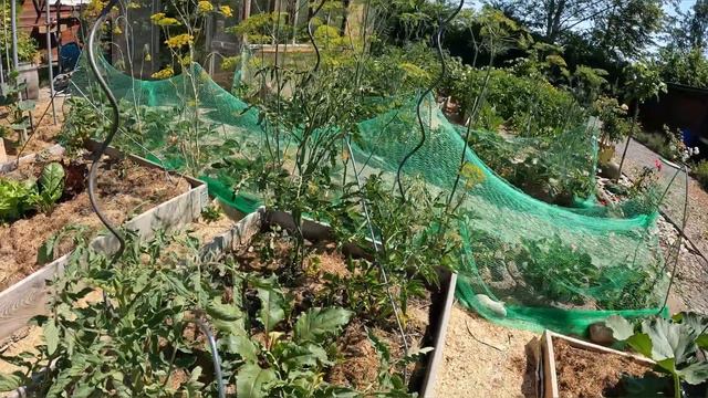 Томаты цветут и никакие минеральные удобрения им не нужны!Я-за органическое земледелие! смотреть онлайн