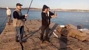 Скумбрия в Северном море. Как ловить на пустой крючек.