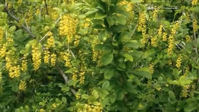 Просторы Родины моей. Relax. смотреть онлайн