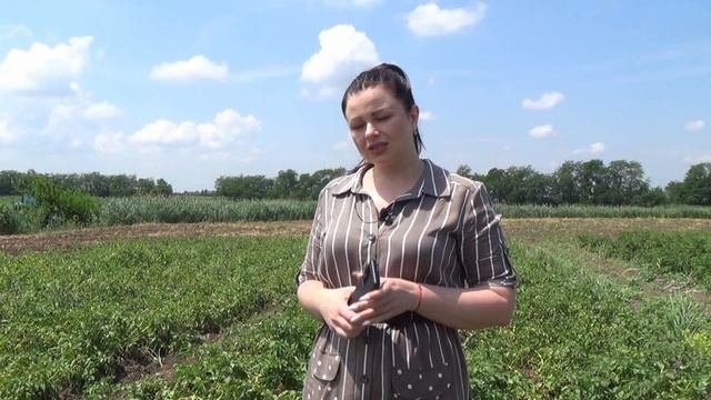 Биологическая защита картофеля от «Биотехагро». Ранний клубень России. Испытания морозом и градом