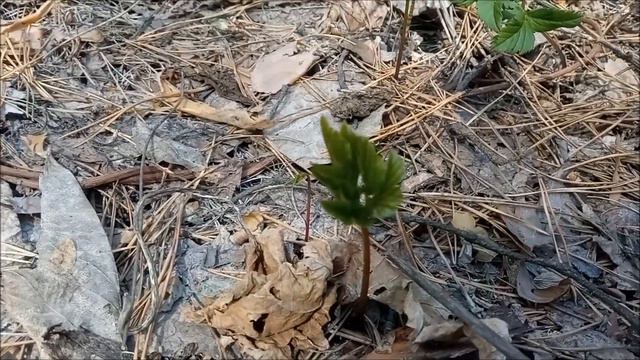 18 мая 2023 г Медунковый чай. смотреть онлайн
