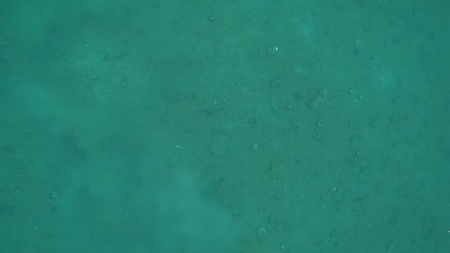 Деликатесы Баренцева моря. Исландский морской гребешок."Delicacies of the Barents Sea."