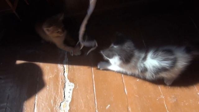 Котята рыжие в добрые руки