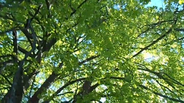 под старой липой смотреть онлайн