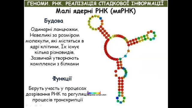 ГЕНОМ. РНК. РЕАЛІЗАЦІЯ СПАДКОВОЇ ІНФОРМАЦІЇ смотреть онлайн