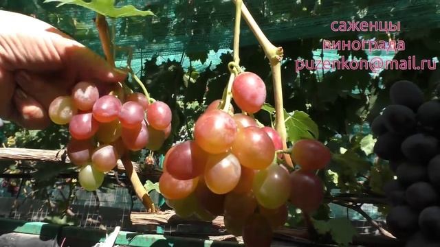 Альбано виноград, селекции Бурдак А.В. (Пузенко Наталья Лариасовна) смотреть онлайн