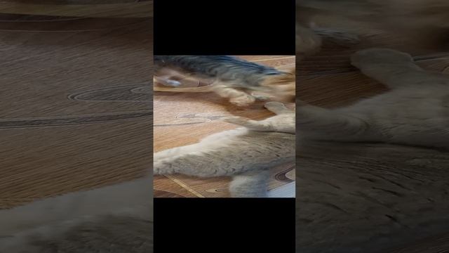 Жёсткие утренние разборки