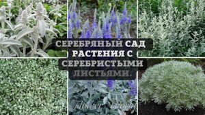 Серебряный сад – 7 растений с серебристыми листьями.?