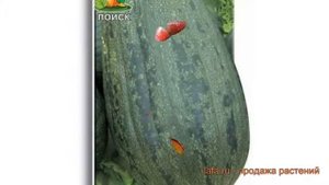 Тыква обыкновенный Грибовская кустовая 189 ? обзор: как сажать, семена тыквы Грибовская кустовая 18