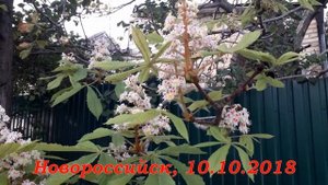 Когда цветут каштаны?
