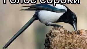 Голоса птиц. Голос сороки