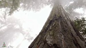 Отличная музыка охлаждает тело и разум🌿 лечит сердце и сосуды Расслабляющая музыка лечит тело