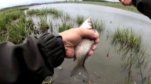 ЛОВЛЯ КАРАСЯ НА ПОПЛАВОК НОВЫЕ МЕСТА