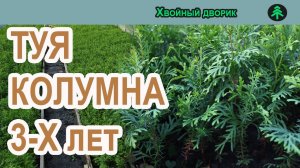 Туя колоновидная Колумна 3-х летка.Обзор осень 2022 г - весна 2023г.Питомник Хвойный дворик.