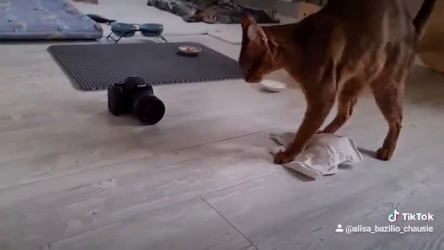 Котята чаузи. Кошка моет пол. смотреть онлайн