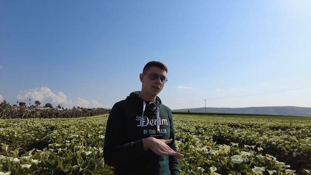 БЕЛОСНЕЖНЫЕ КАЛЛЫ - ВЕСНА В ИЗРАИЛЕ - ГДЕ ПОСМОТРЕТЬ ЦВЕТОЧНЫЕ ПОЛЯ - ВИРТУАЛЬНАЯ ПРОГУЛКА ТВЕРИЯ