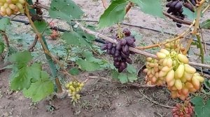 @Виноград новый Виноград Днепровская Ривьера и Борисфен