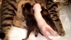 Как пьют молоко у кошки-мамы котята / Kittens drink milk from cats