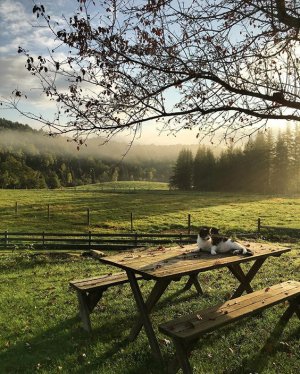 Близок локоть… А нога далеко.