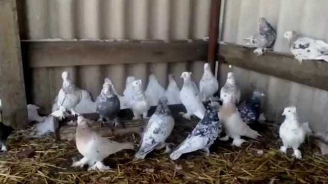 Ленинаканские бойные голуби ( Сергей Парамонов , Стаханов, Украина ) смотреть онлайн