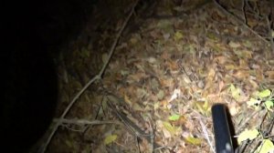 охота на барсука ночью с лайками и тепловизором sytong