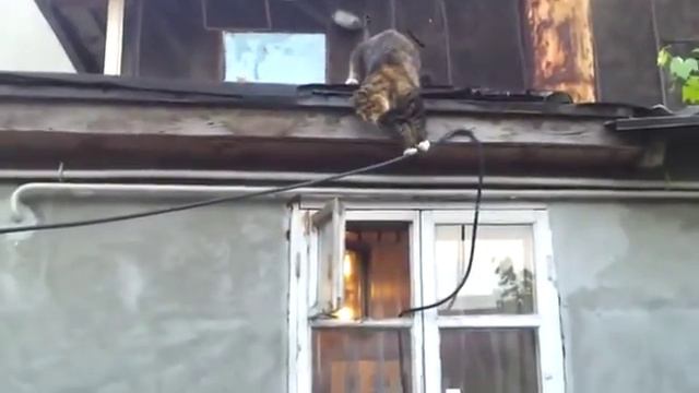 Кот паркурщик возвращается домой 360p' смотреть онлайн