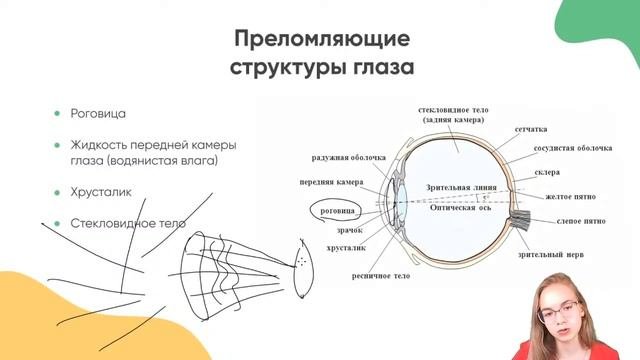 Зрительный анализатор в 17:00