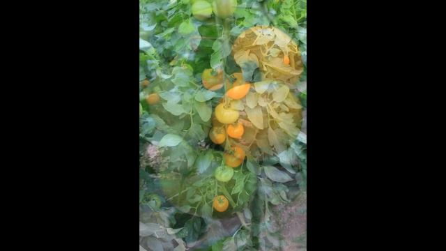 Томат Маматаро Голд (Ti–169) F1 (MAMATARO GOLD (Ti — 169)