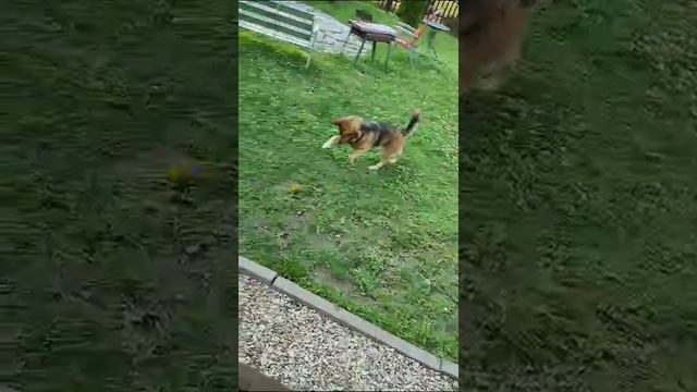 Ренешка собака играется с мячом смотреть онлайн