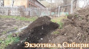 ??? Посадка бамбука ???#морозостойкийбамбук #бамбуквсибири