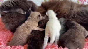 А ты зачем меня трогаешь | У нас родились котята