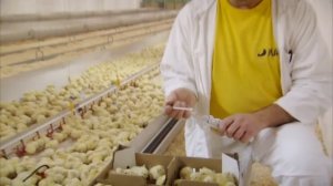 Компания Mach производящая суточных цыплят бройлеров
