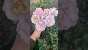 Сильвер Клоуд,флорибунда ?maryroses.ru