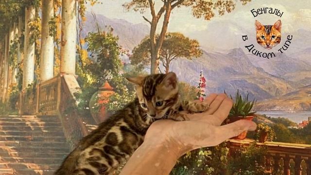 БЕНГАЛЬСКИЙ КОТ в РАЗВЕДЕНИЕ