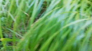 Сибирь как поймать дикую Утку ?️