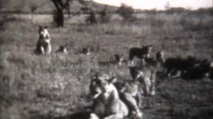 САВАННЫ И РЕДКОЛЕСЬЯ АФРИКИ