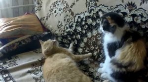 Кошки лижутся