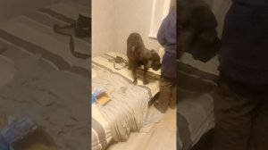 подготовка к мясу комбината Самсона