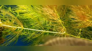 роголистник зацвёл и начал краснеть!!!