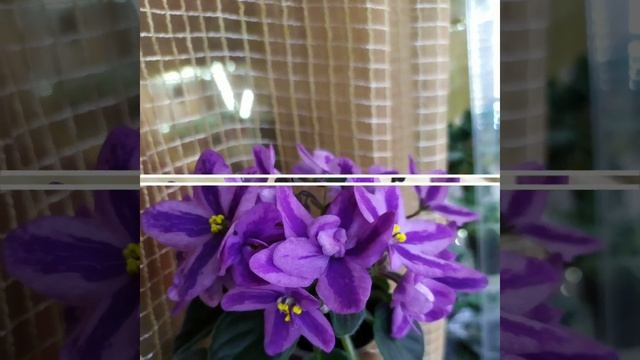 СОРТ ФИАЛКИ DS- ЛАВАНДОВАЯ СКАЗКА. ХИМЕРА. ФОТО ОБЗОР. смотреть онлайн