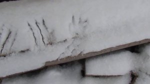 В Уфе завелась Чупакабра, Жуть!