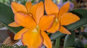Rhyncattleanthe Fuchs Orange Nugget Cattleya #CareCollab