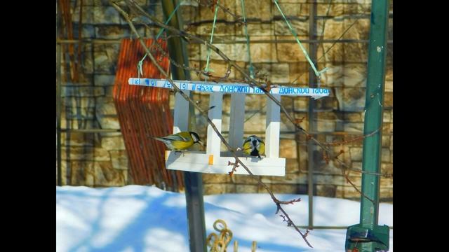 Фото птиц.1 часть смотреть онлайн