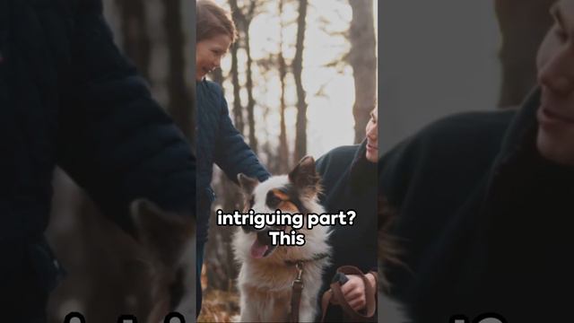 Pet Siblings: Do They Remember Each Other? смотреть онлайн