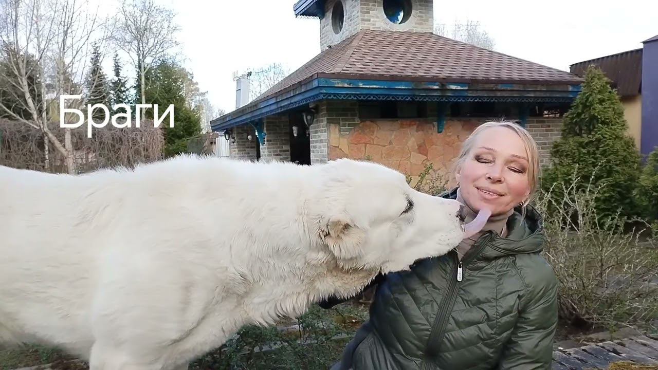 Заворот желудка у САО. Причины страшной беды. смотреть онлайн