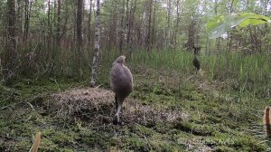 Серый журавль пьет воду