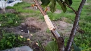 как Привил Черешню Летом // cherry grafting