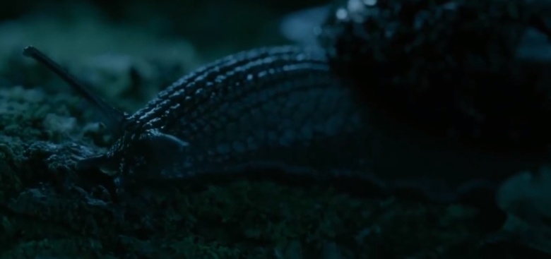 Улитка - монстр Powelliphanta вооруженная 6 000 зубами.